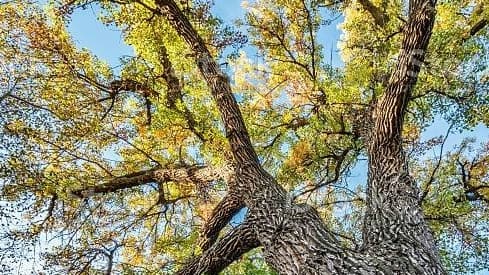 Weber Davis Tree Service