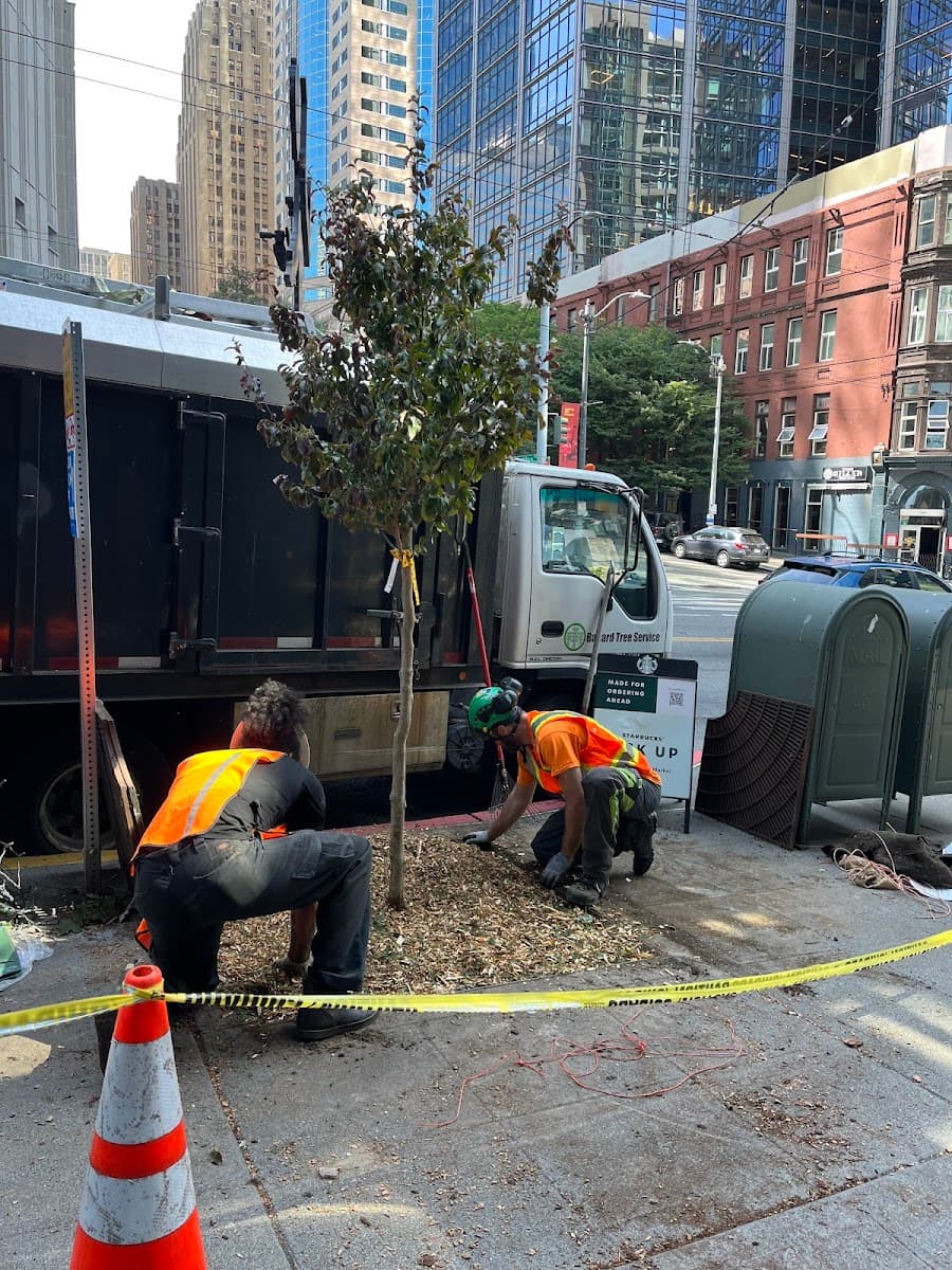 Ballard Tree Service