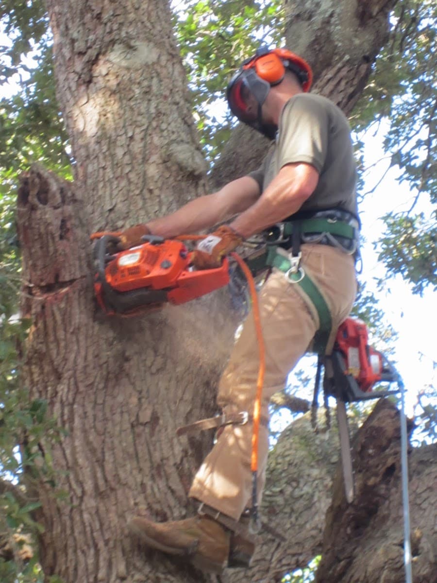 Cgull tree service