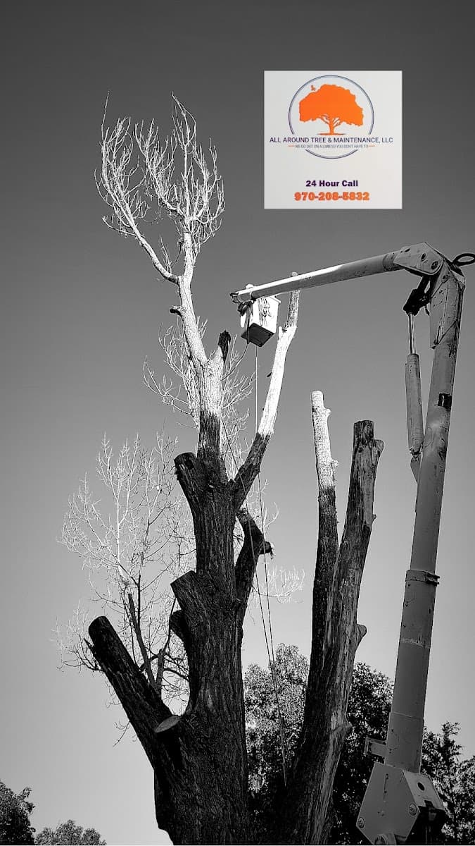 All Around Tree & Maintenance LLC