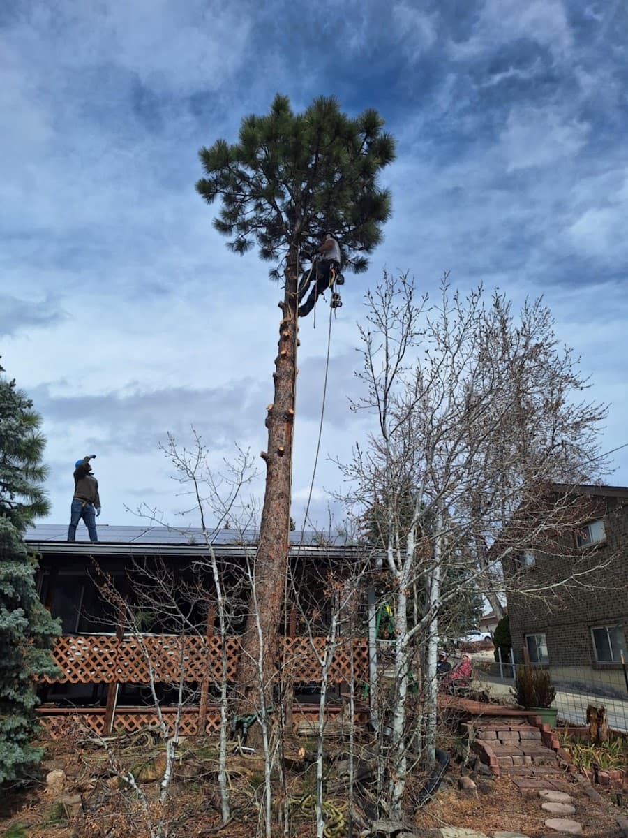 Aurora Tree Service