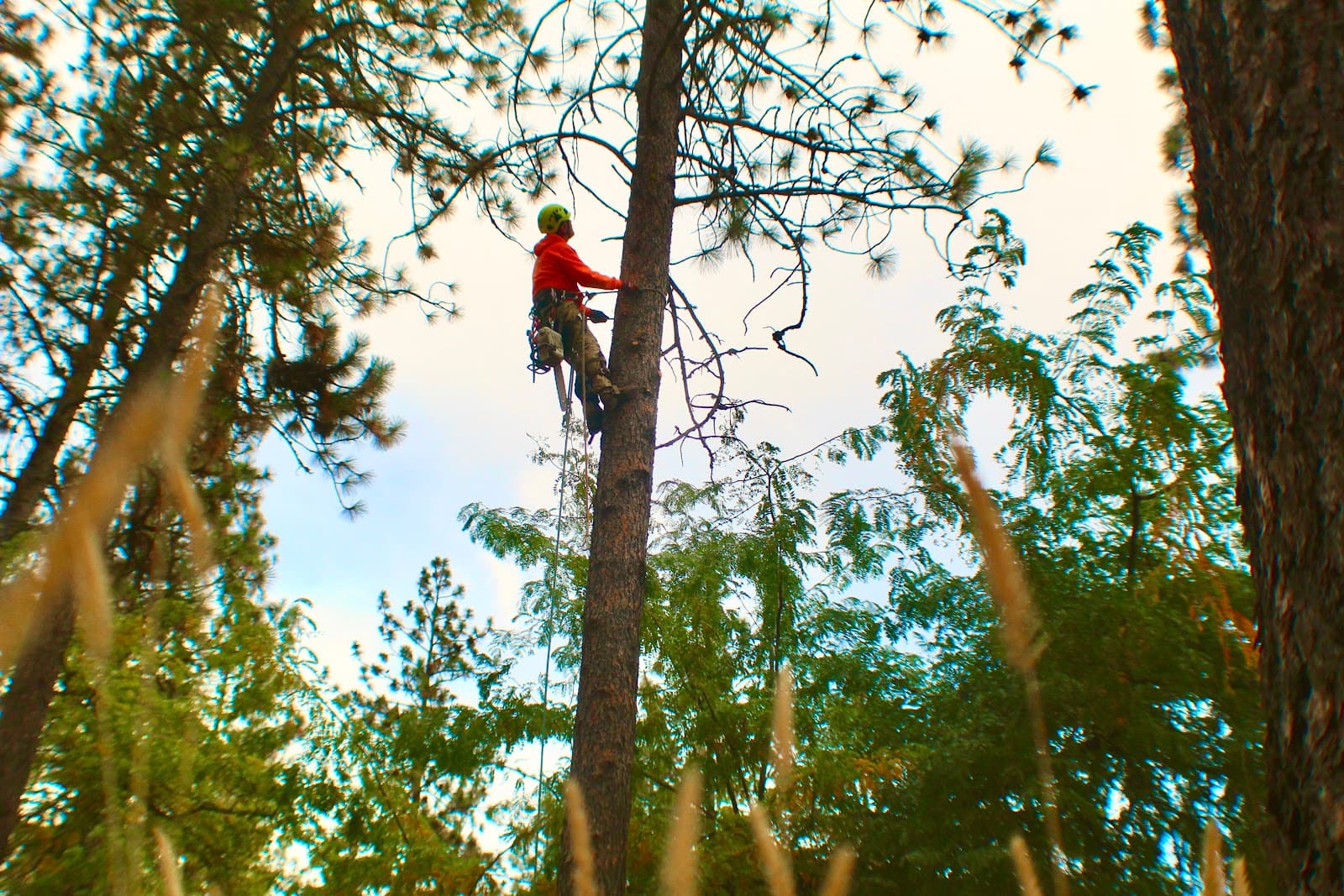 Curtis Point Tree Service