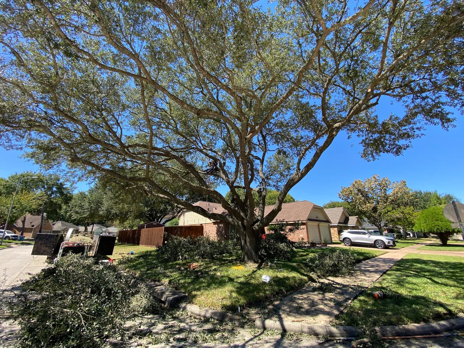 All Zone Tree Service