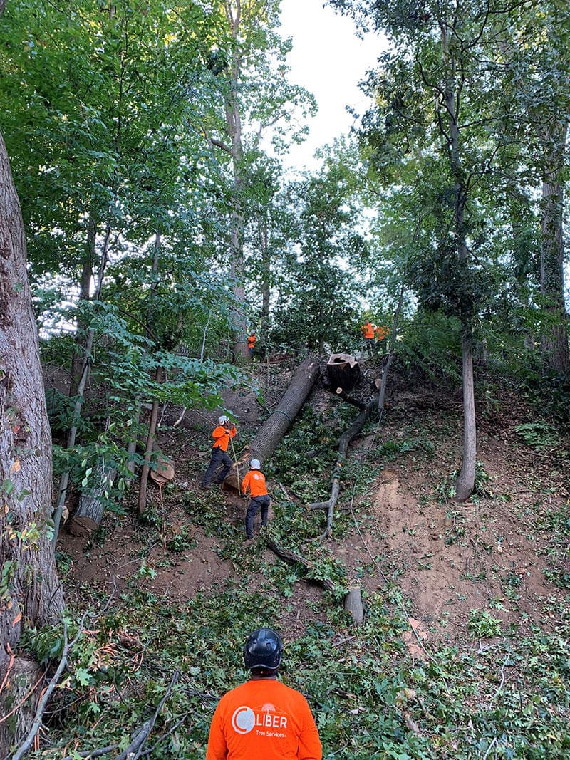 Caliber Tree Services