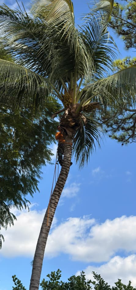 Sunshine Tree Trimming