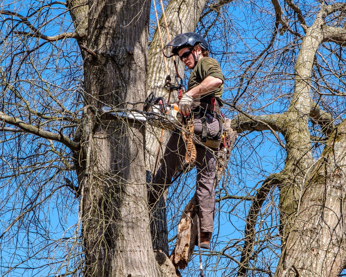 Freedom Tree Service, Inc.