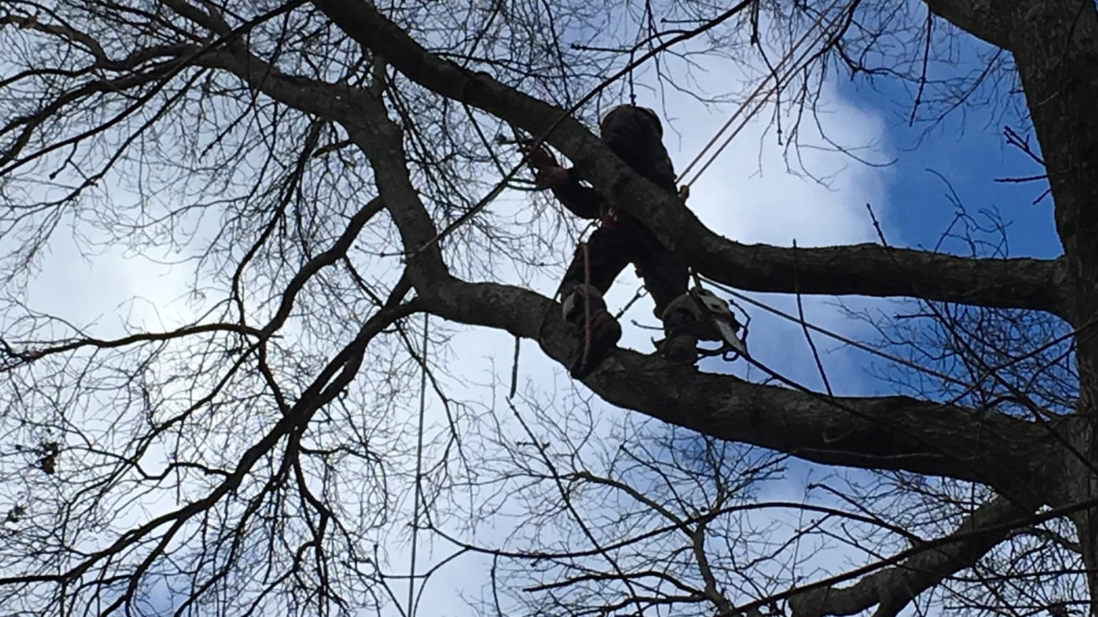 Diaz Landscape Design & Tree Service