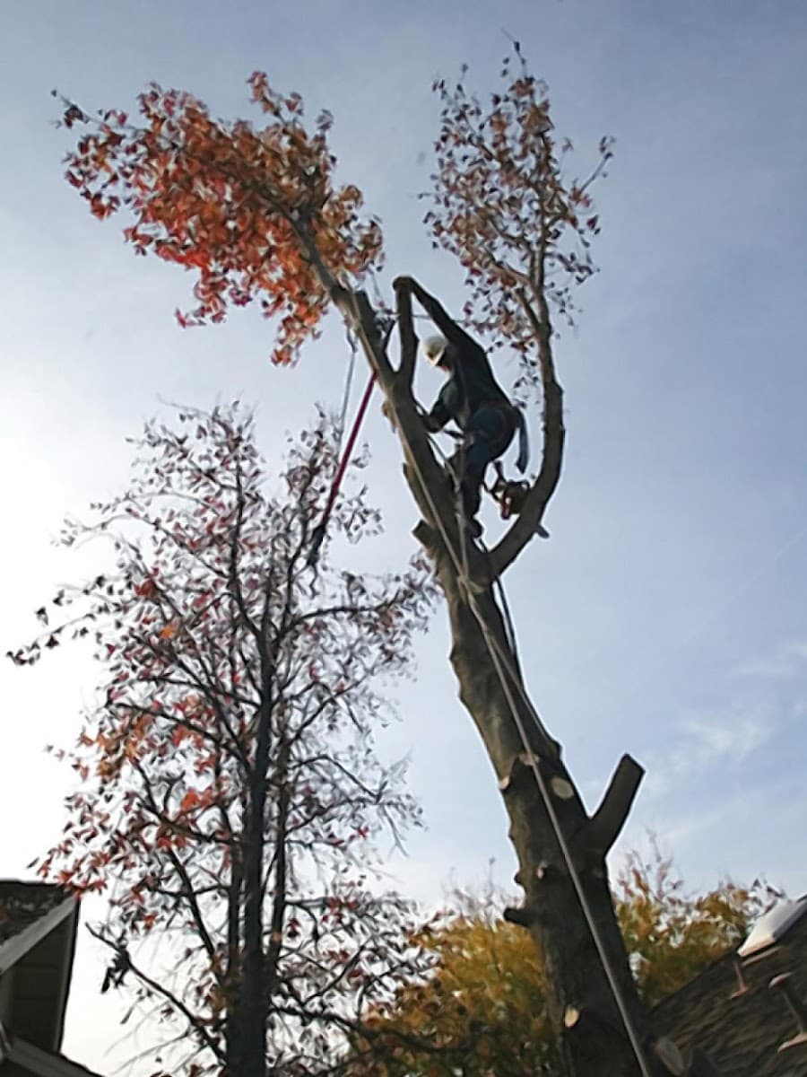 CMJ's Tree Services Inc
