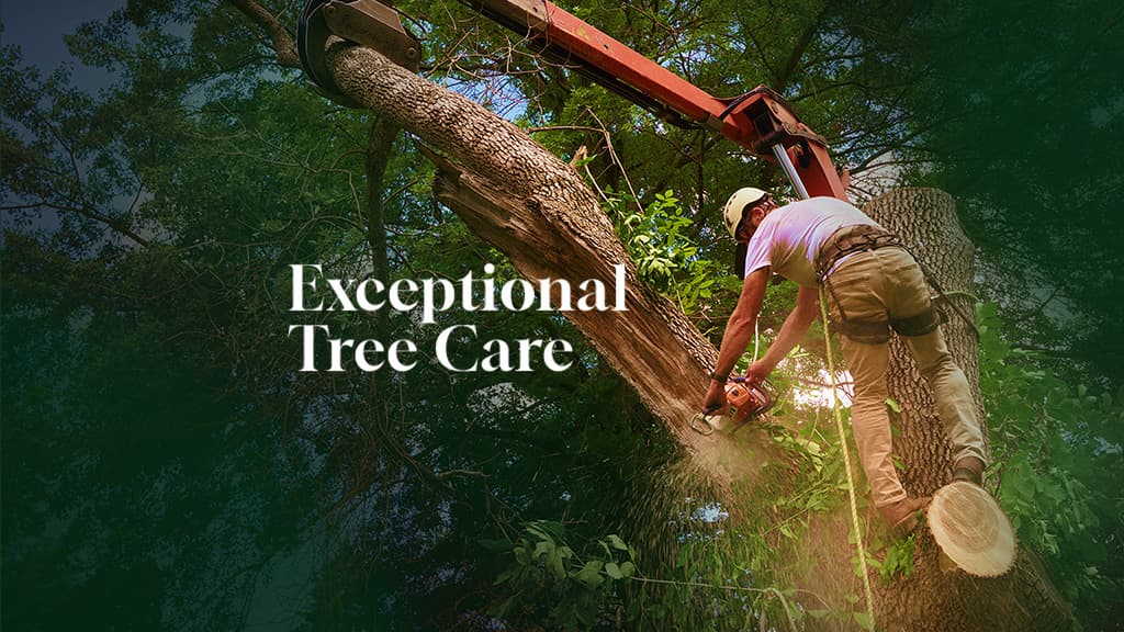 Reverie Tree Experts